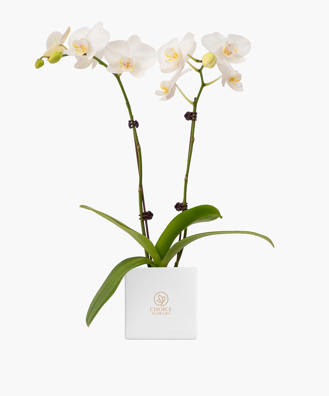 Orchids — Rare, Refined Love
