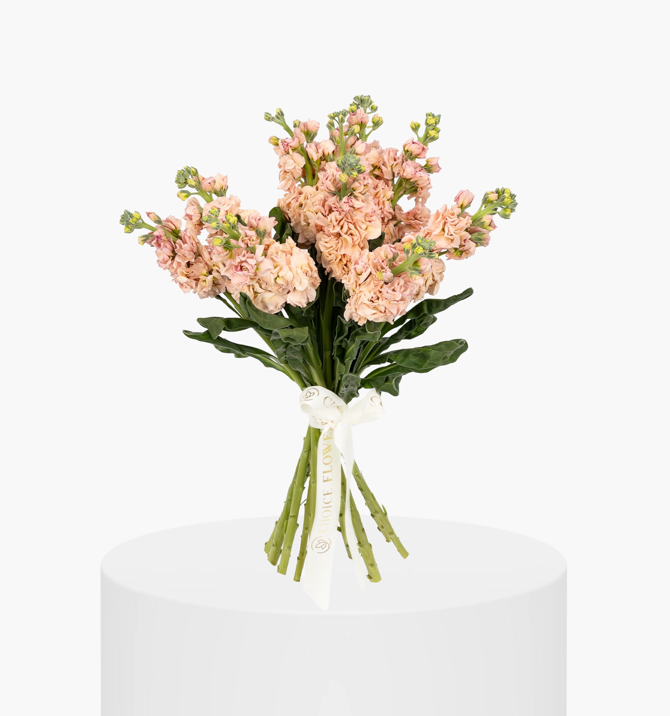 White Mathiola Bunch UAE