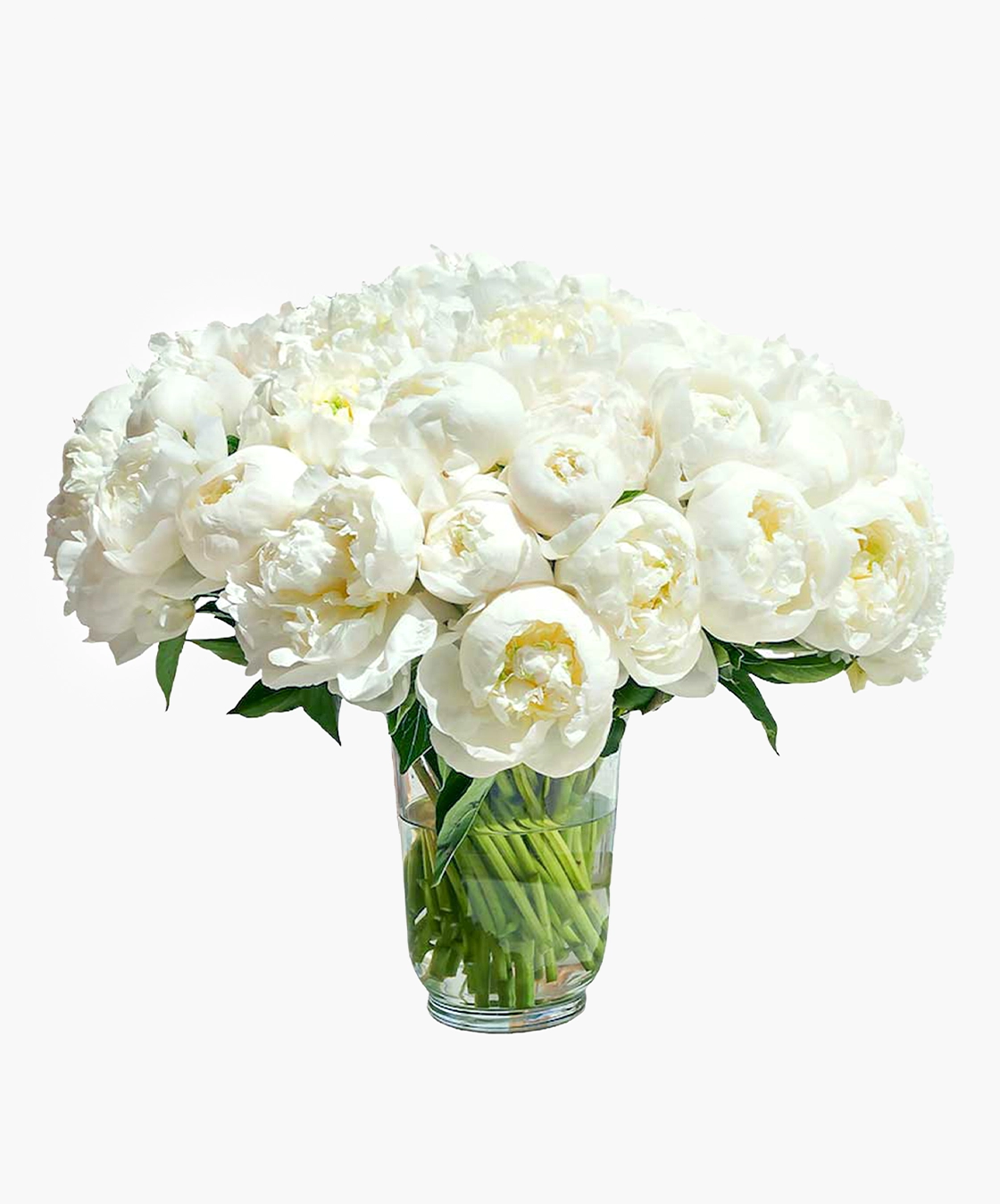 Classic White Peony