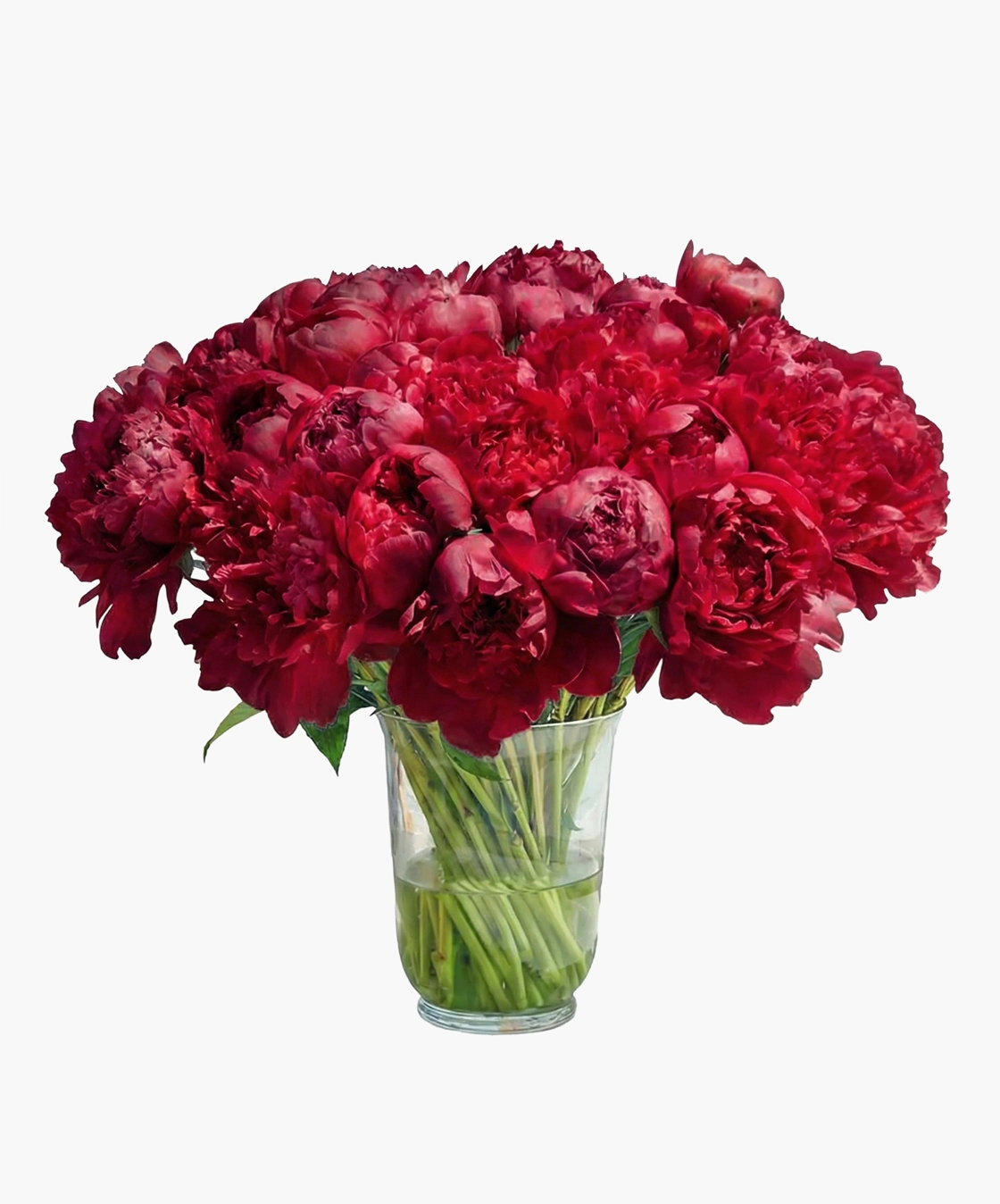 Classic Red Peony